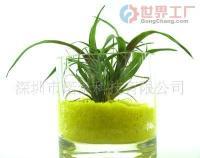 批發(fā)無土桌面綠植 藝術盆栽與花卉盆景的禮品新風尚