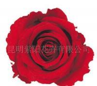 優(yōu)質(zhì)玫瑰永恒的饋贈 保鮮花在禮品工藝與養(yǎng)老服務中的多元價值