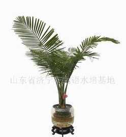 水培花卉之國王椰子的靜水培育與養老服務結合