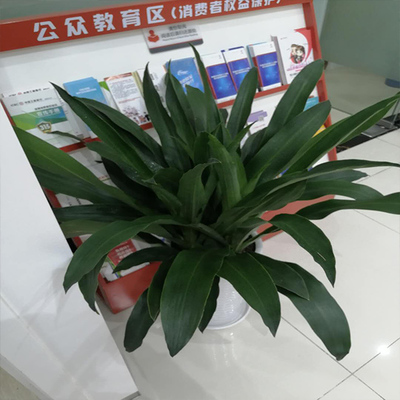 電子商務(wù)如何推動(dòng)綿陽(yáng)綠植租賃與禮品花卉銷售的發(fā)展