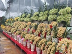 三亞節日花卉消費熱潮 訂花與禮品花卉銷售全攻略