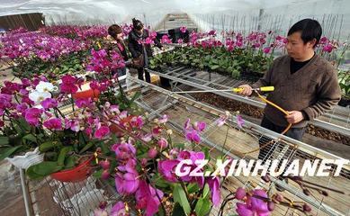 貴陽 禮品花卉銷售熱潮涌動，助推產業繁榮新篇章